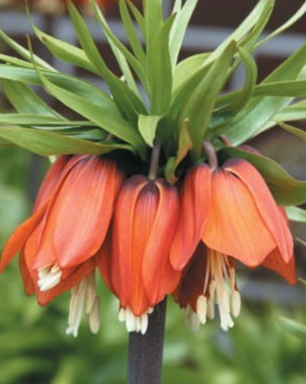 Fritilārijas karaliskās AURORA 20/24 8gab