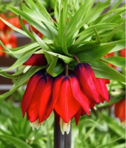 Fritilārijas  karaliskās RUBRA MAXIMA 20/24 8gab