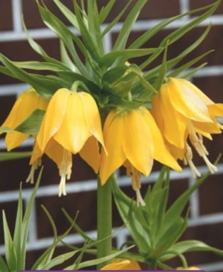 Fritilārijas  karaliskās LUTEA 20/24 8gab