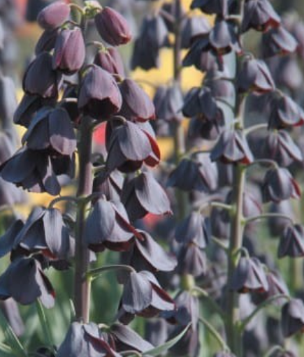 Fritilārijas PERSIJAS 20/24 8gab