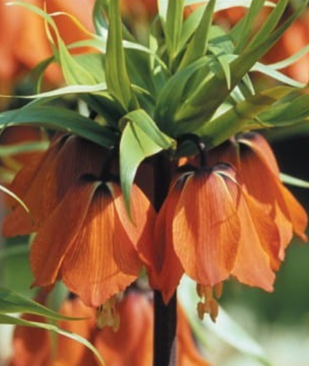 Fritilārijas karaliskās WILLIAM REX 20/24 8gab