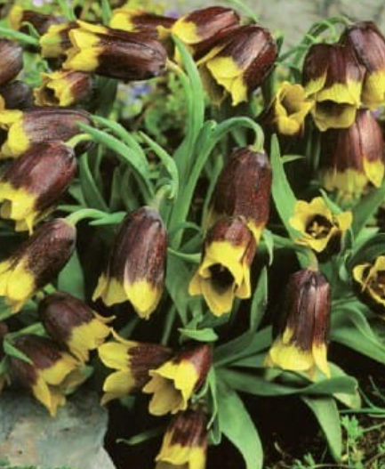 Fritilārijas MIHAILOVSKA 5/+ 50gab