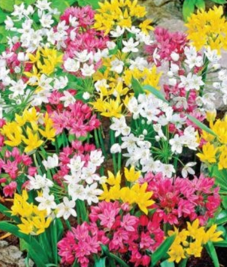 Sīpoli dekoratīvie KRĀSU MIX 4/+ 150gab