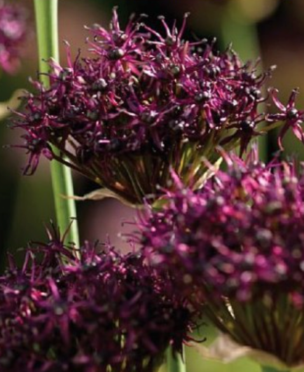 Sīpoli dekoratīvie ATROPURPUREUM 10/12 30gab