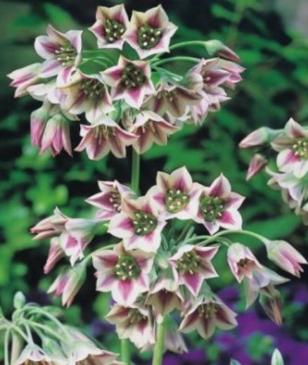 Sīpoli dekoratīvie ALLIUM SICULUM (Sicīliešu sīpols) 10/12 40gab