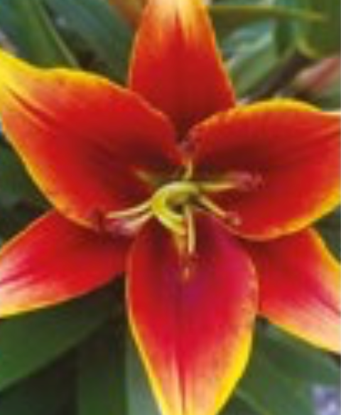 Lilijas Austrumu KAVERI 16/18 20gab