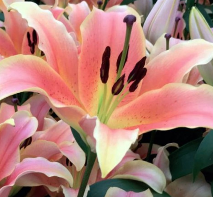 Lilijas Lilijkoks ZELMIRA 16/18 20gab