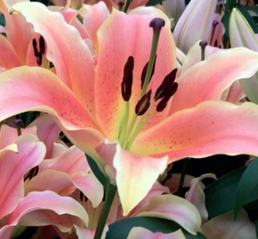 Lilijas Lilijkoks ZELMIRA 16/18 20gab