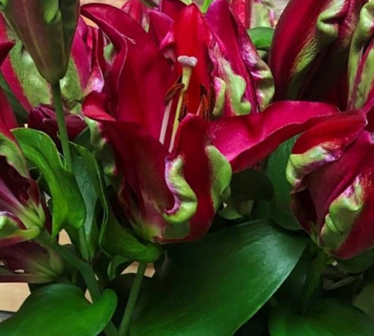 Lilijas Lilijkoks TROPICAL DRAGON 16/18 20gab