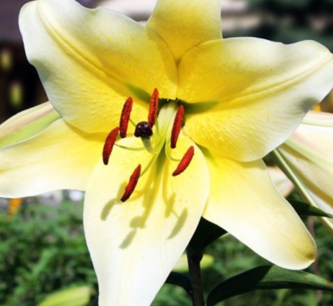 Lilijas Lilijkoks XXL CONCA D'OR 22/+ 8gab