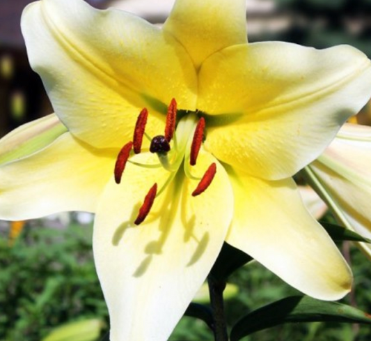 Lilijas Lilijkoks XXL CONCA D'OR 22/+ 8gab