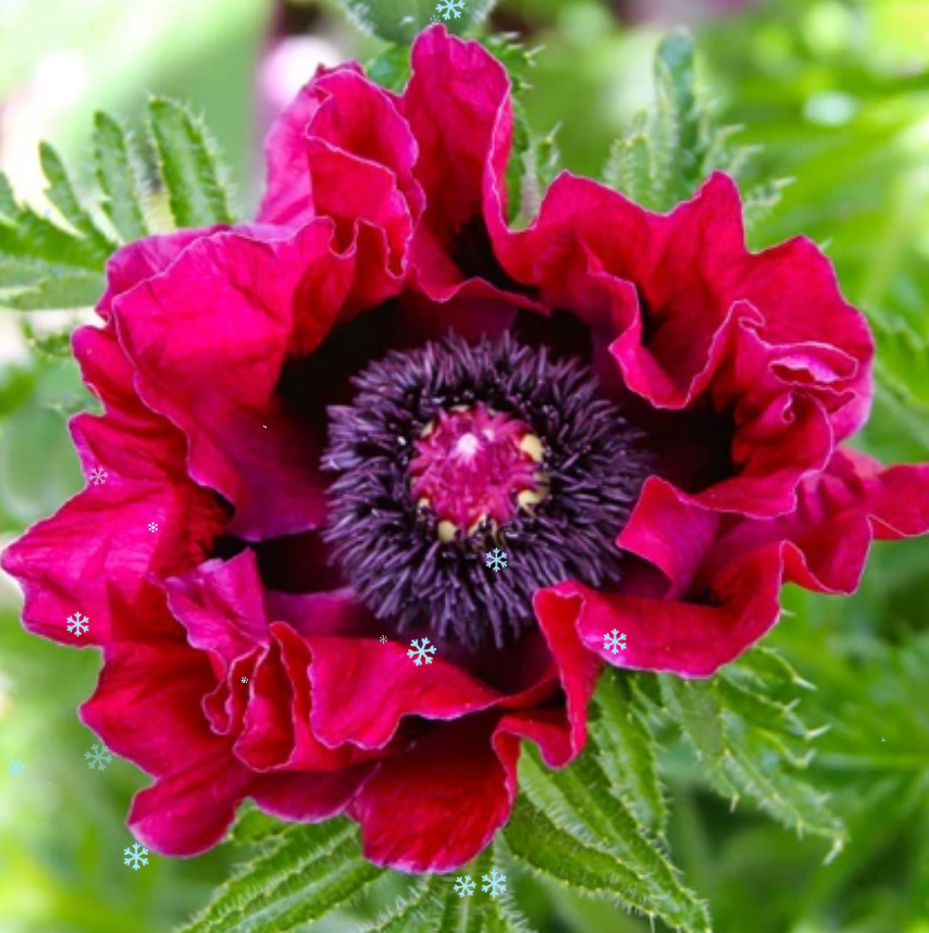 Magones Austrumu magones 8gab