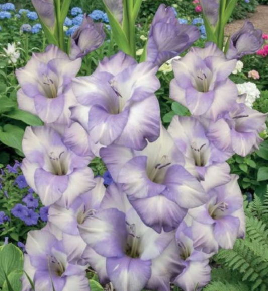 Gladiolas lielziedu IVONNE 12/14  80gab
