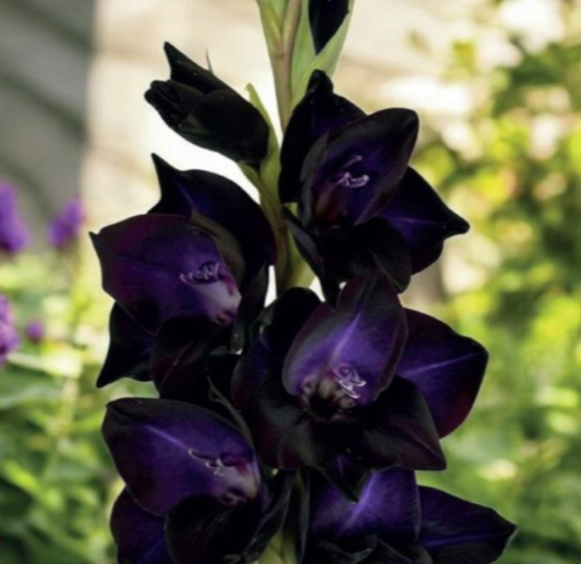 Gladiolas lielziedu BLACK SABBATH 12/14  80gab