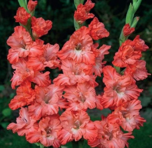 Gladiolas lielziedu EKSOTISKAS TED'S FRIZZLE 12/14  80gab