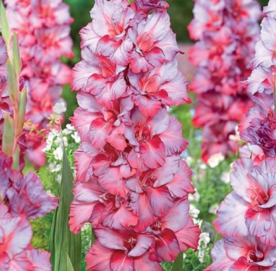 Gladiolas lielziedu EKSOTISKAS TED'S TRUMP 12/14  80gab