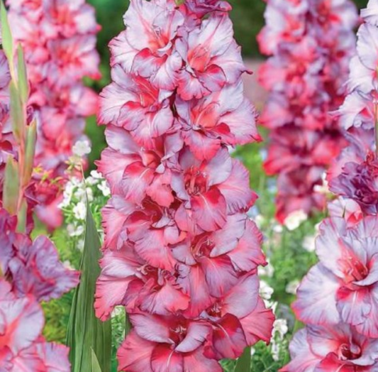 Gladiolas lielziedu EKSOTISKAS TED'S TRUMP 12/14  80gab