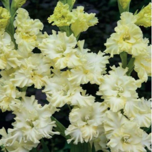 Gladiolas lielziedu EKSOTISKAS LEMON FRIZZLE 12/14  80gab