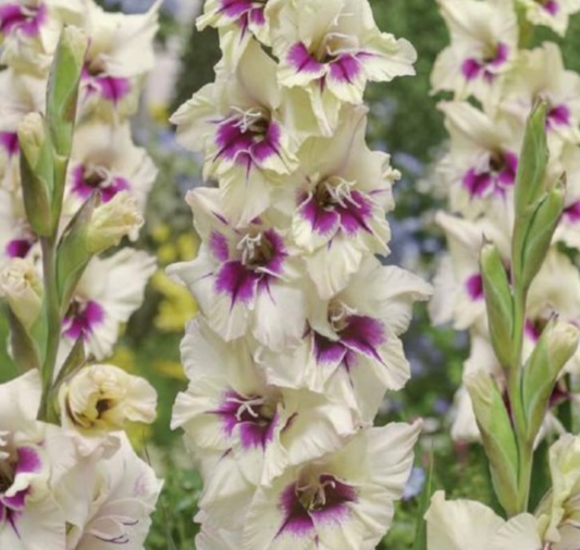 Gladiolas lielziedu AMBER MYSTIQUE 12/14  80gab