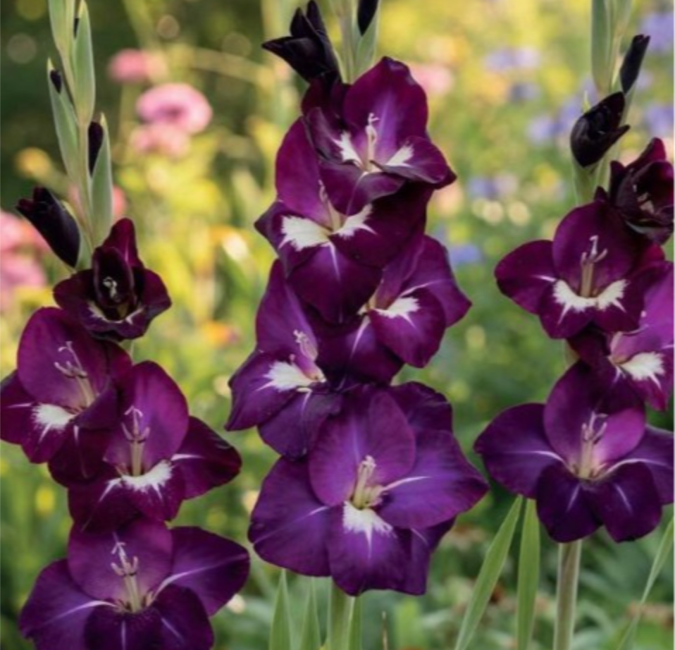 Gladiolas lielziedu DEEP PURPLE 12/14  80gab