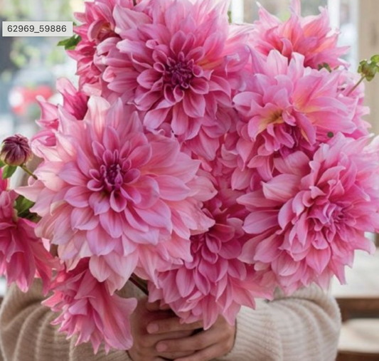 Dālijas dekoratīvās OTTO'S THRILL 8gab