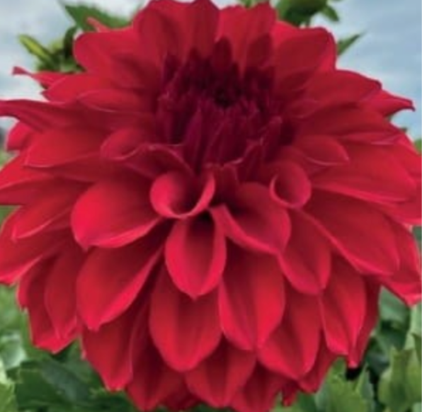 Dālijas dekoratīvās BABYLON RED 8gab