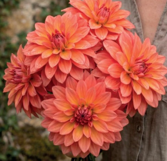 Dālijas dekoratīvās TITAN LIGHTHOUSE 8gab