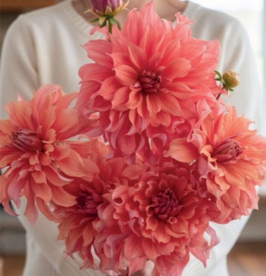 Dālijas dekoratīvās BELLE OF BARMERA 8gab