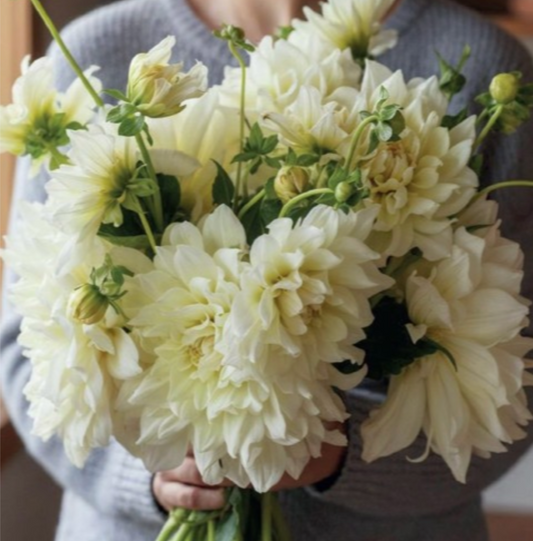 Dālijas dekoratīvās ICE BREAKER 8gab