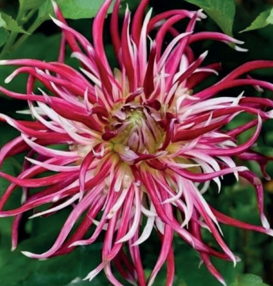 Dālijas kaktusziedu HOLLYHILL SPIDERWOMAN 8gab