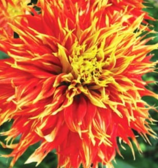 Dālijas kaktusziedu SHOW'N TELL 8gab