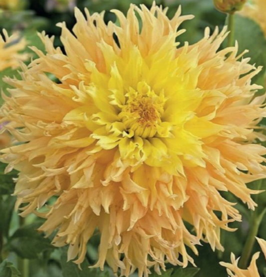 Dālijas kaktusziedu MINGUS JOSHUA 8gab