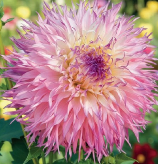 Dālijas kaktusziedu PINELANDS PRINCESS 8gab