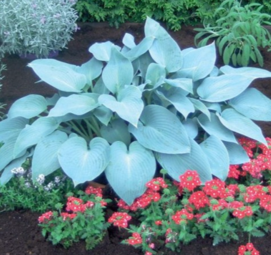 Hostas CANADIAN BLUE 8gab