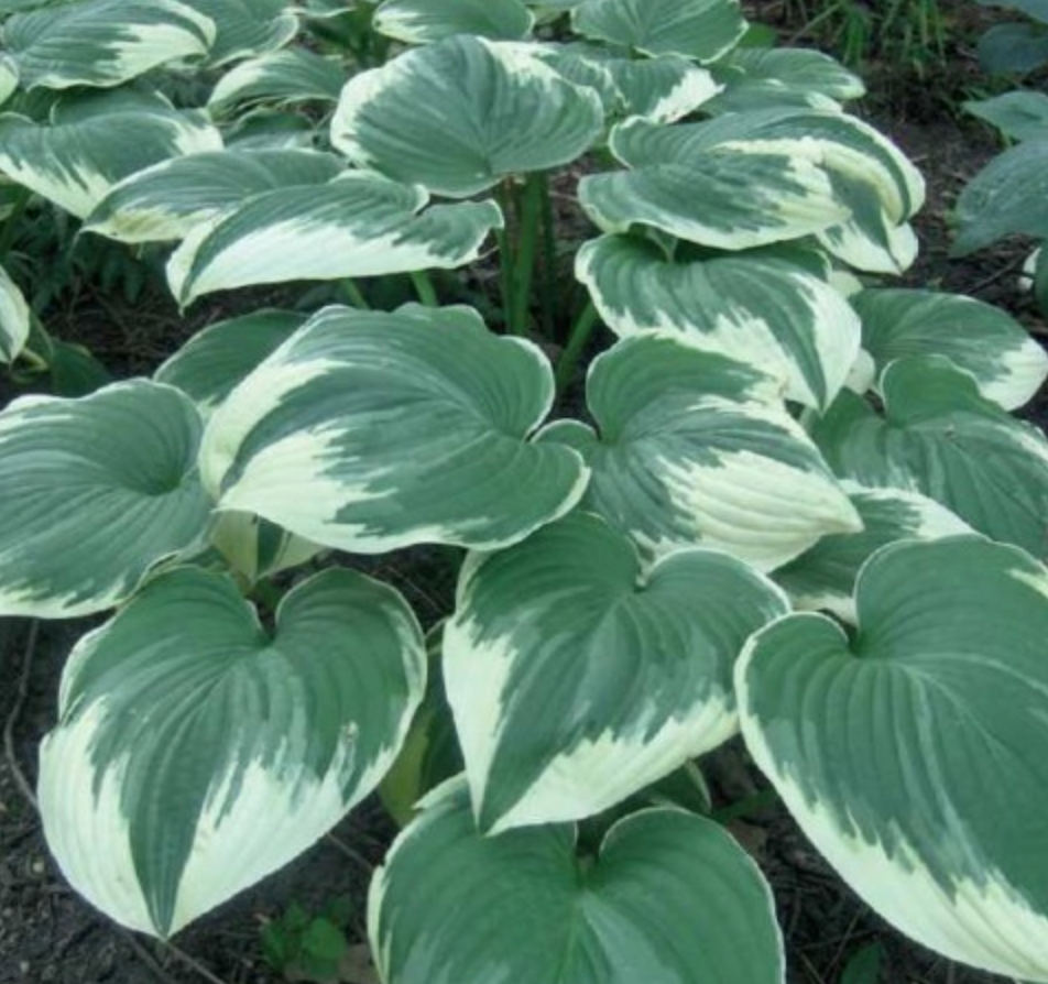 Hostas ROBERT FROST 8gab