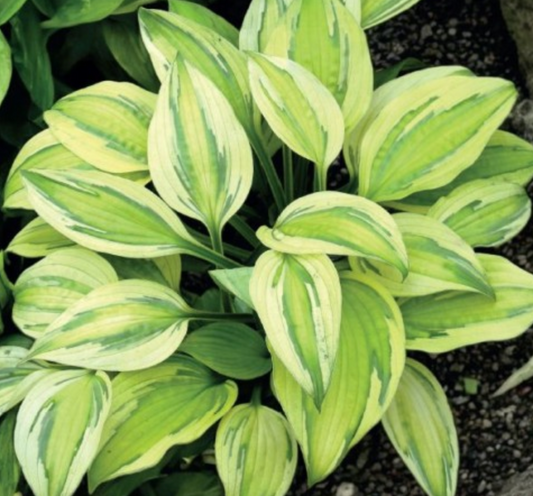 Hostas CAPTAIN'S ADVENTURE 8gab