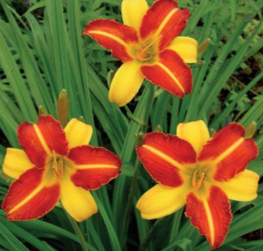 Dienlilijas FRANS HALS 8gab