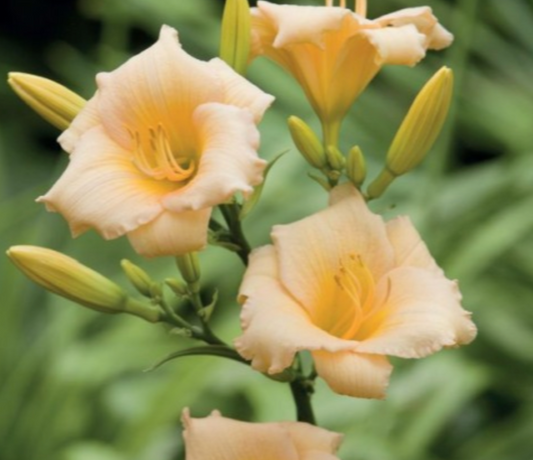 Dienlilijas MINI PEARL 8gab