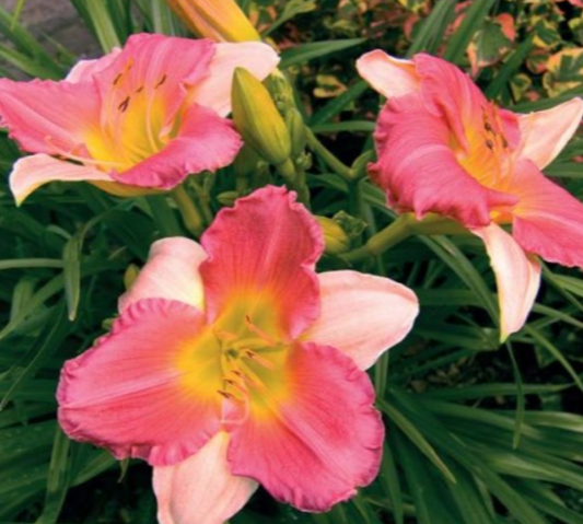 Dienlilijas FINAL TOUCH 8gab