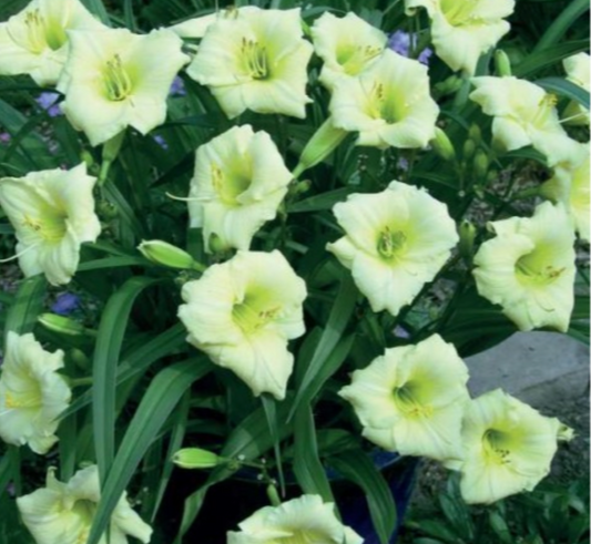 Dienlilijas LONGFIELDS PEARL 8gab