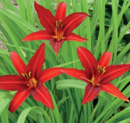 Dienlilijas CRIMSON PIRATE 8gab