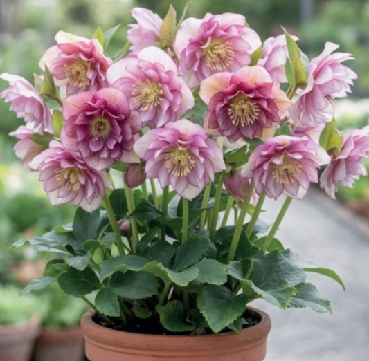 Sniegarozes pildītās DOUBLE ELLEN PINK 6gab