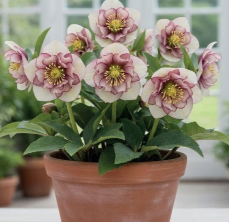 Sniegarozes pildītās DOUBLE ELLEN PICOTEE 6gab