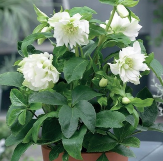 Sniegarozes pildītās DOUBLE ELLEN WHITE 6gab