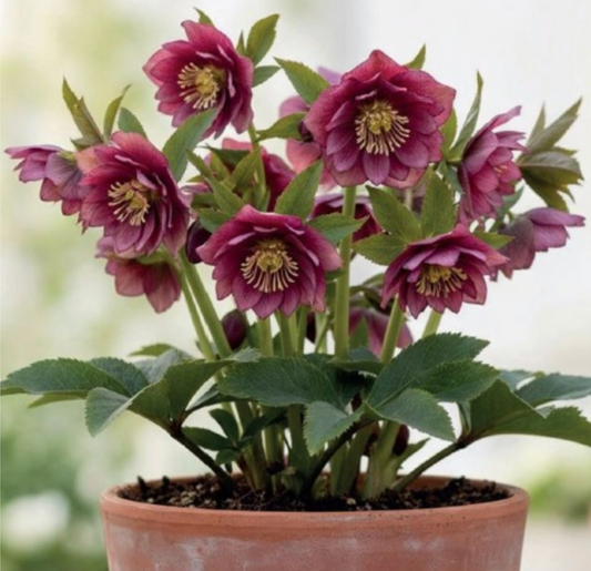 Sniegarozes pildītās DOUBLE ELLEN RED 6gab