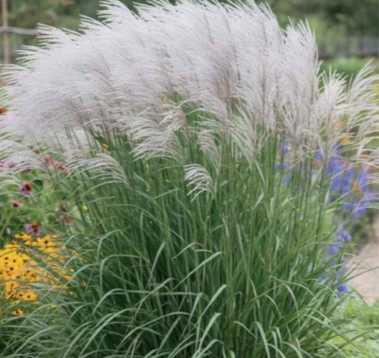 Graudzāles Miskante Sinepsis Memory 8gab