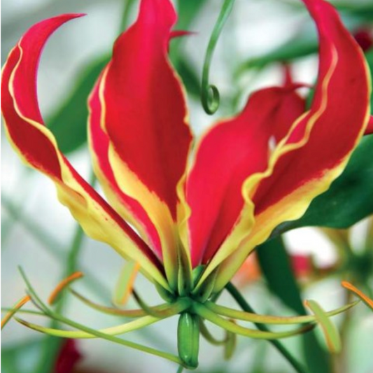 Gloriosa Rotšilda 10/15 20gab