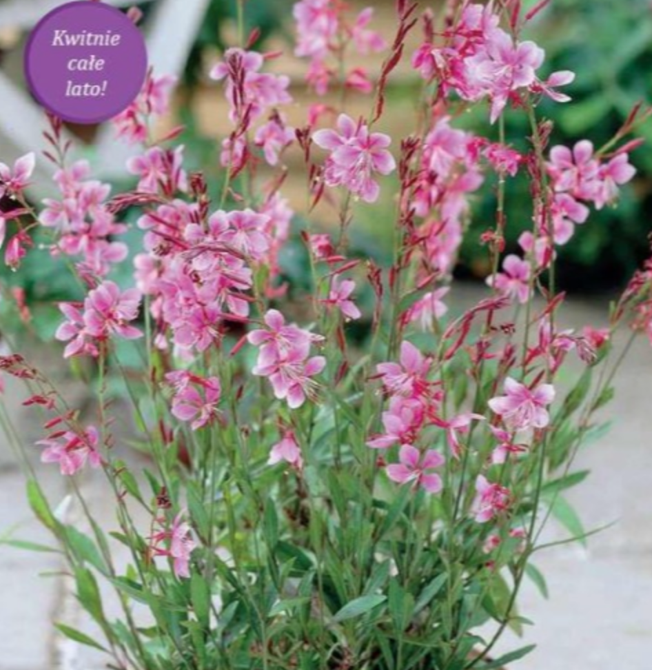 Gaura Siskiyou Pink 8gab