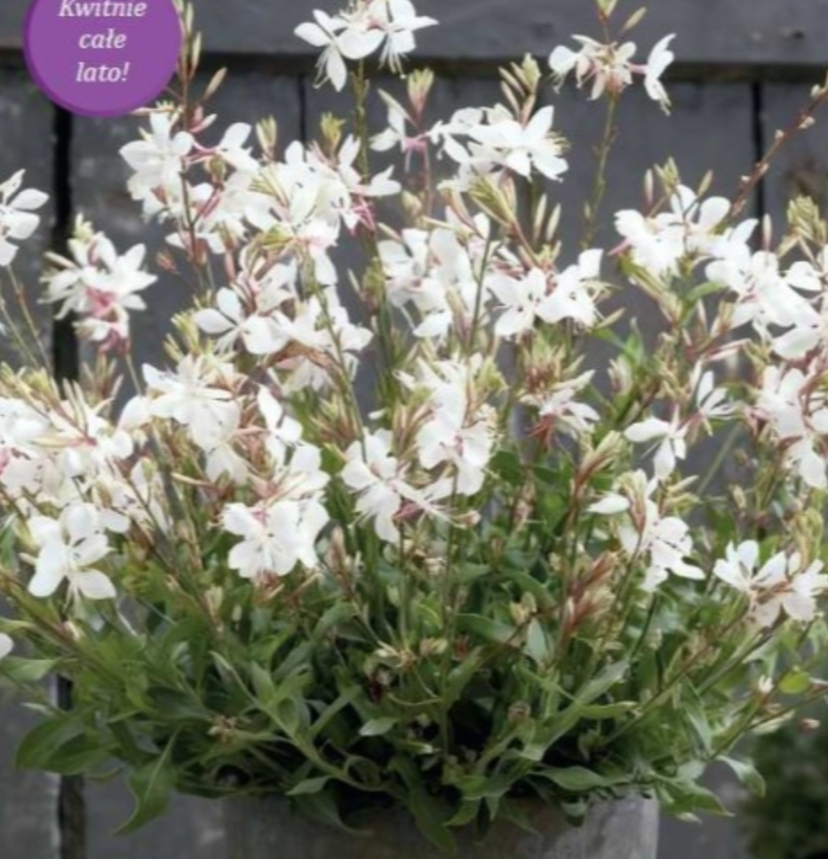 Gaura Siskiyou White 8gab