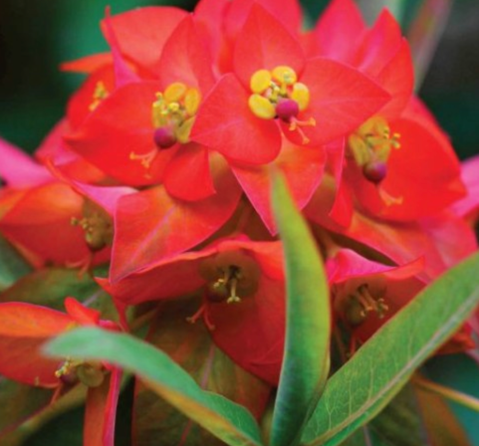 Eiforbija ‘Fireglow’ 8gab